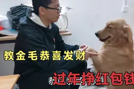 教狗子学会恭喜发财，过年靠它串亲戚捞红包视频封面