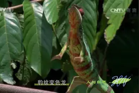 豹纹变色龙能在树上“玩杂技”，全靠它的脚趾和尾巴，快来看看视频封面