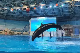 实拍青岛极地海洋世界里海豚表演，太厉害了，一起围观吧