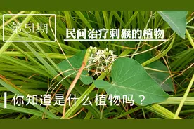 李园林：小时候手上长了刺猴，涂上这种植物的汁液，很快缓解