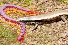 蜈蚣pk蜥蜴！一起来看看谁胜谁负！视频封面