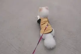 狗子每次在路上看到别的狗就会趴下是什么情况😂😂