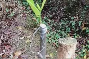 原来波罗蜜最好的嫁接时间是在春季，看老表枝接的波罗蜜