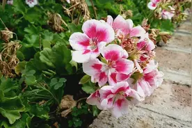 “心情疗养术”，上班不痛快，任性的出来看看花缓解压力！