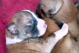 六个小狗狗憨态可掬的睡觉样子非常美非常萌像外醒人的样子好看