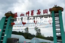 草莓熟啦！第一次吃到自己采摘的有机草莓，实话，真好吃。视频封面