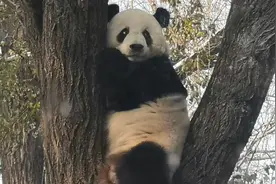 大熊猫萌大树上忧郁叹气，像极了失恋的你视频封面