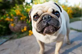 狗狗会主动和铲屎官说，我想和你玩！教你明白狗狗的肢体语言