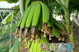 香蕉从上往下结果，还是从下往上结果？你看出来了吗？农场果树多视频封面