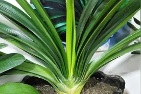 君子兰的叶片越养越软趴趴？用2物15天施一次，叶片如铁板般硬朗视频封面