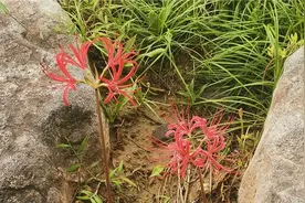 高清影视彼岸花开，难得一见彼岸花。过了看看吧这里好多。