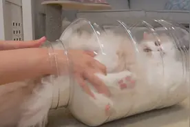 猫咪真是液体么？主人将它塞进了塑料瓶中，这小空间咋出来的视频封面