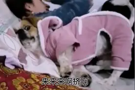 狗子：别挤我！放屁了哦！视频封面