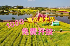 好消息！东莞1000亩“七彩花田”刚开放，不花一分钱可玩一整天视频封面