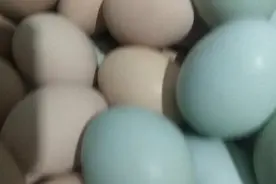 见过绿壳蛋没，绿壳鸡蛋是什么鸡子下的!疫情期间鹅蛋鸭蛋贵不贵?视频封面