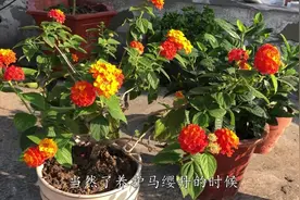 这几种花草夏天越晒越开花，特别好养，开花机器