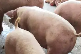 一头猪近1200块的收益，500头能有多少？570000，小伙高兴坏了