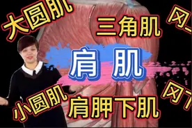 解剖学讲肩肌，除了三角肌还有这么多，肩周炎咋回事，肩袖又是啥