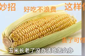 玉米长老了没办法吃怎么办？这个方法教你做的好吃又不浪费