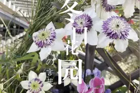 冬日暖阳小花园，看看深冬还有那些花朵依然灿烂开放，晒太阳赏花