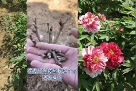 春天牡丹侧芽的修剪方法，侧芽也能开花花友要明白视频封面