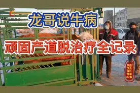 龙哥说牛病——顽固产道脱（俗称掉球）的治疗全记录