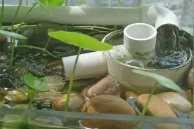 阳台生态养鱼系统！想要养好鱼，就得先学会如何玩儿好水！视频封面