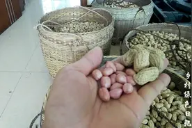选好花生良种，关键要做好这些工作