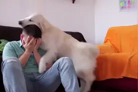 当主人哭泣的时候狗狗会做什么？这些狗狗的表现不负铲屎的宠爱了