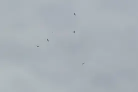 南宁郊区某地有好几只鸟儿一直在天空盘旋，怎么回事呢？