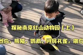探秘南京红山动物园（上），带你看，火烈鸟，熊猫，开屏孔雀。。视频封面