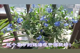 珠海的11月花开得挺好，养了几年的金鱼吊兰开满了花，赏心悦目！