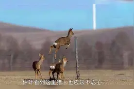 听说“傻狍子”被称为东北神兽，到底有多傻？为什么称东北神兽？