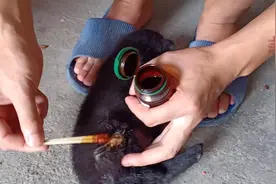 小狗身上长了个脓包，小伙帮它消完炎上完药，却发现自己不会包扎