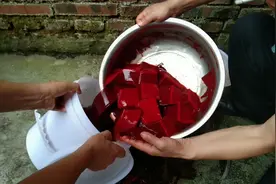 新鲜猪血做一道红烧血旺，养血补血还清理肺上的灰尘，养身菜。视频封面