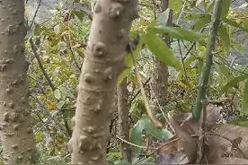 这是种浑身带刺树，中药名叫鸟不宿用途还不小