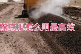 通过100多次的比对！最终确立的番茄底肥方案！视频封面