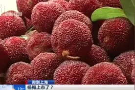 喜迎杨梅大年！最好吃的仙居东魁杨梅要6月15日开吃，你可别错过视频封面