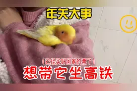 过年回家烦心事，鹦鹉的回家之路，坐高铁能不能成你们有什么建议