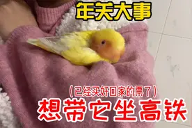 过年回家烦心事，鹦鹉的回家之路，坐高铁能不能成你们有什么建议视频封面