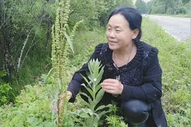 杨铁叶子还有什么名子不知道看看它的药用吧价直太好使J视频封面
