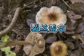 山东常见毒蘑菇之：裂丝盖伞视频封面