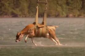 湖中出现不明生物，人们用直升机吊着黄牛，想要吸引它出来视频封面