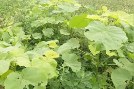 花生田杂草半米高才打除草剂，主人真能忍，看看这防治效果！