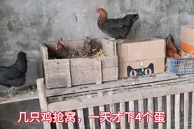 母鸡抢窝倒是很热闹，一天才下了4个鸡蛋，雷声大雨点小视频封面