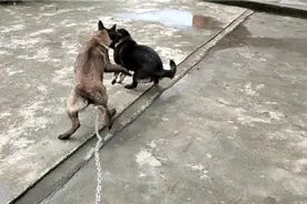 田园犬土狗pk马犬四川，看谁会笑到最后？