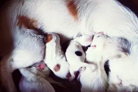 流浪狗在家门口生小狗全程，网友们可爱吧！