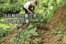阿玲在山上种红薯，这品种40天就能结薯，看看种了20几天什么样子视频封面