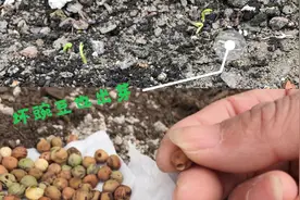 虫蛀过的菜种子别再扔掉了，坏掉的豌豆种4天出芽了！反馈妥妥地