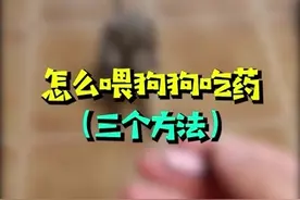 怎么喂狗狗吃药，三个方法，总有一个能成功视频封面